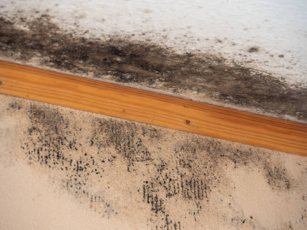 Best Mold Odor Removal Services  in Princeville, HI