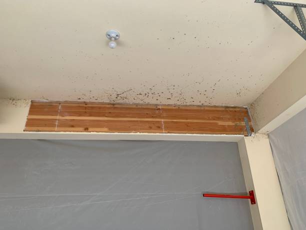 Best Asbestos and Lead Testing During Mold Inspection  in Princeville, HI
