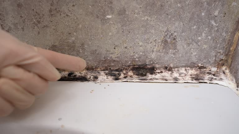 Best Mold Damage Restoration  in Princeville, HI