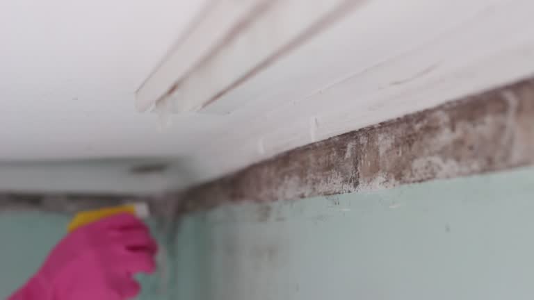 Best HVAC Mold Inspection and Cleaning  in Princeville, HI